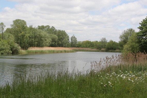 Bedfont Lake