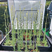 tower mustard plants
