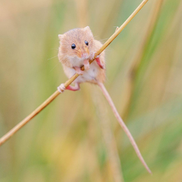 harvest mouse