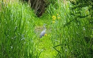 Heron - an animal you can spot during our nature walks