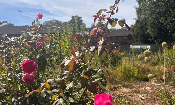 Allotment