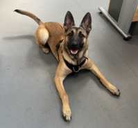 RSPCA awards