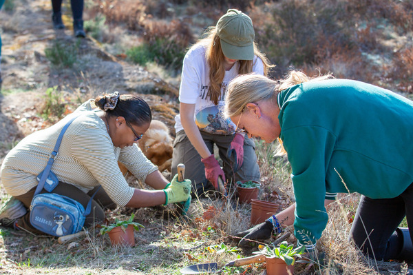 Mustard seed planting