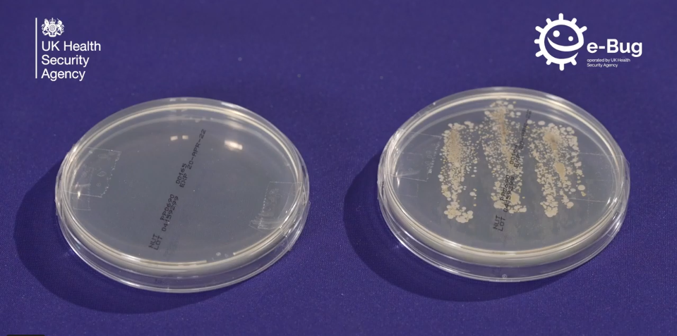 e-Bug petri dish experiment