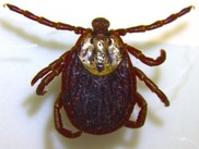 Female Dermacentor reticulatus