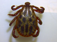 Male Dermacentor reticulatus