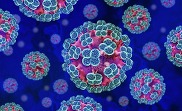 hantavirus under a microscope
