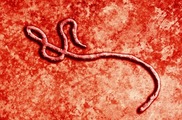 ebola virus 