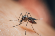 photo of a mosquito