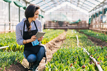 worker in greenhouse