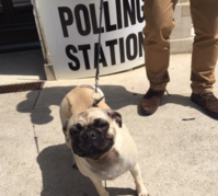 dog at polling station