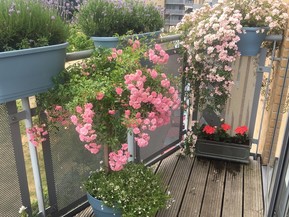 Islington in Bloom best windowbox winner