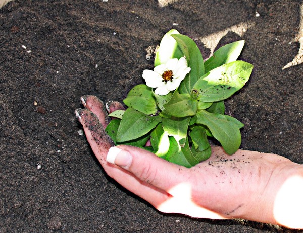 Someone's hand holding a white flower above some soil.