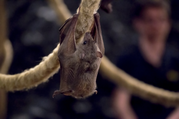 Photo of an adorable bat hanging from a branch