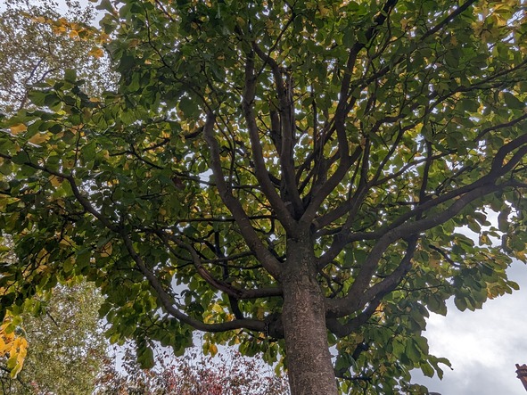 A close up of a tree in summer with all its leaf's