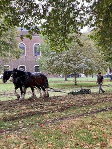 Operation centaur horses on Clapham Common