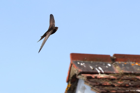 Swift bird flying in sky