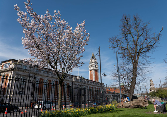 Lambeth Town Hall with blossom tree