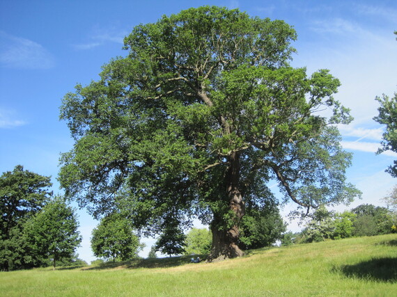 brockwell oak