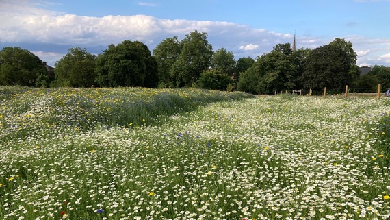 brockwell meadow