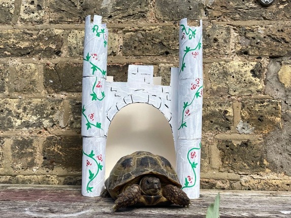 Tortoise sitting in front of a paper house