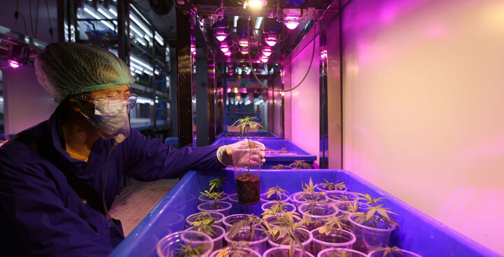 PERSON working in a lab with plants