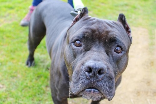 XL Bully Dog 