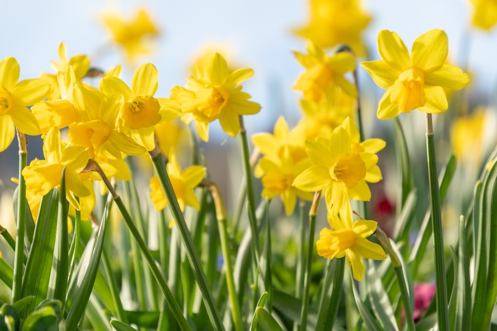 Dafs