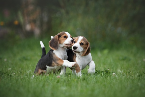stray dogs