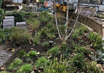 Image of new planting in Alfred Place