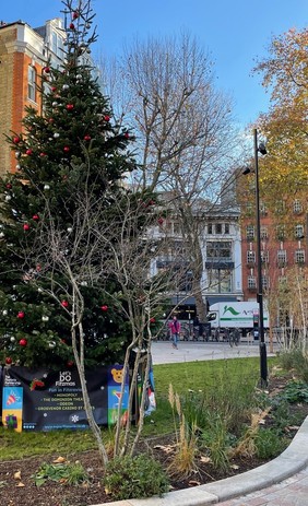 Christmas tree in Alfred Place