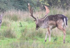 Deer at Dagnam Park by Surbjit Panesar