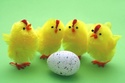 Easter chicks with egg