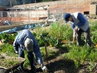 Bedfords Park Walled Garden people working
