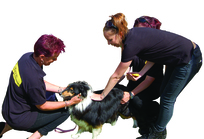 Dogs Trust microchipping