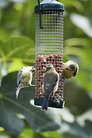Birds at a feeder