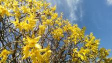 Forsythia in Lodge Farm Park