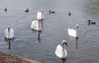 Harrow Lodge Park water fowl on lake
