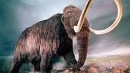 Woolly mammoth