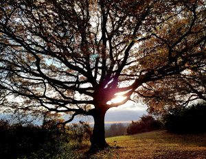 Land of the Fanns phography competition 2018