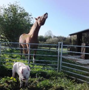 Horse and pig
