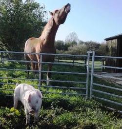 Horse and pig cropped