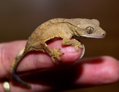 Crown gecko