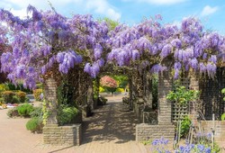 RMC wisteria