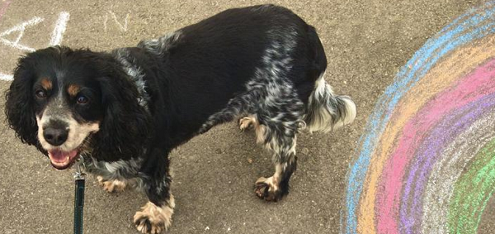 Dogs Trust June 2020