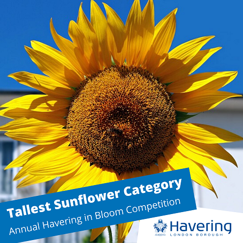 Havering in Bloom sunflower 2020 495 px