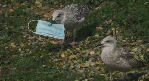 Littered face mask with birds