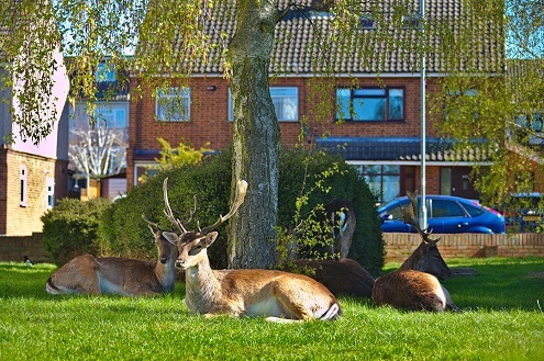 Deer in Harold Wood 