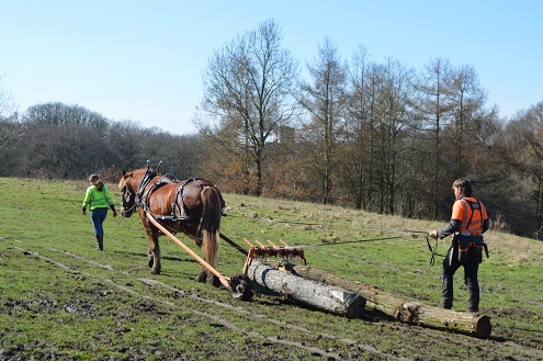 Working horses in Bedfords Park 2021