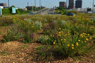 marsh way roundabout bloom BID